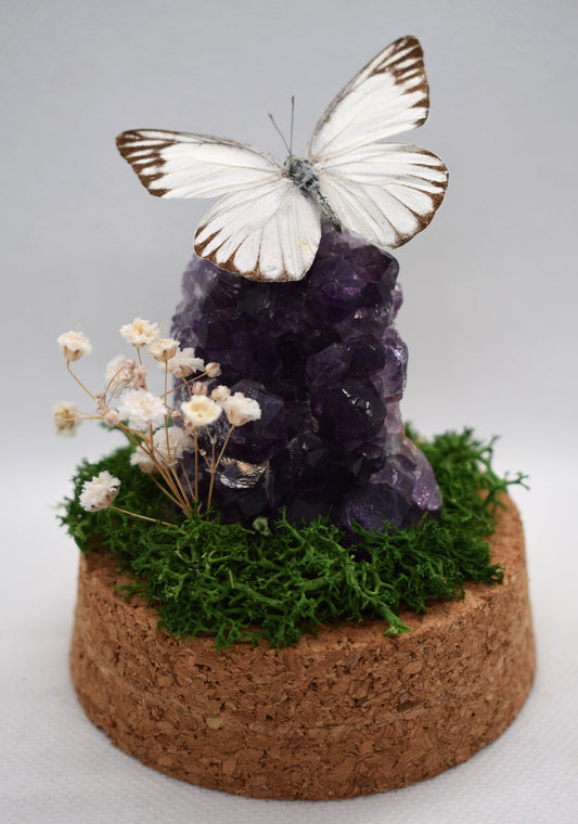 Vlinderstolp met een Appias Olferna op Amethist