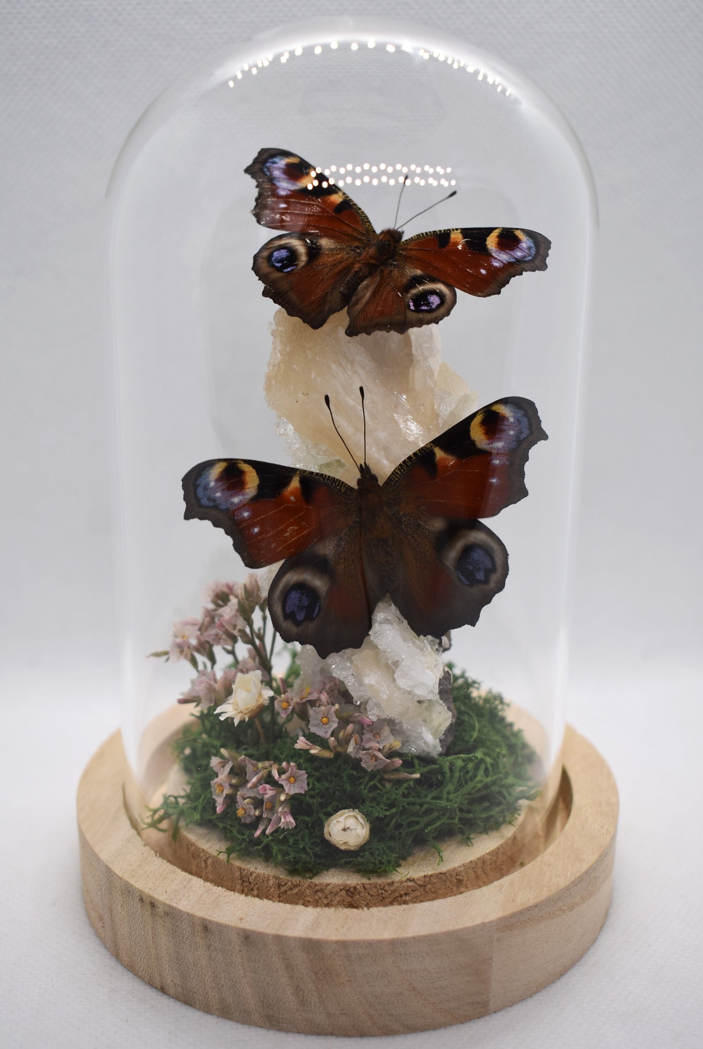 Vlinderstolp met twee Dagpauwogen op Stilbiet met Apofyliet