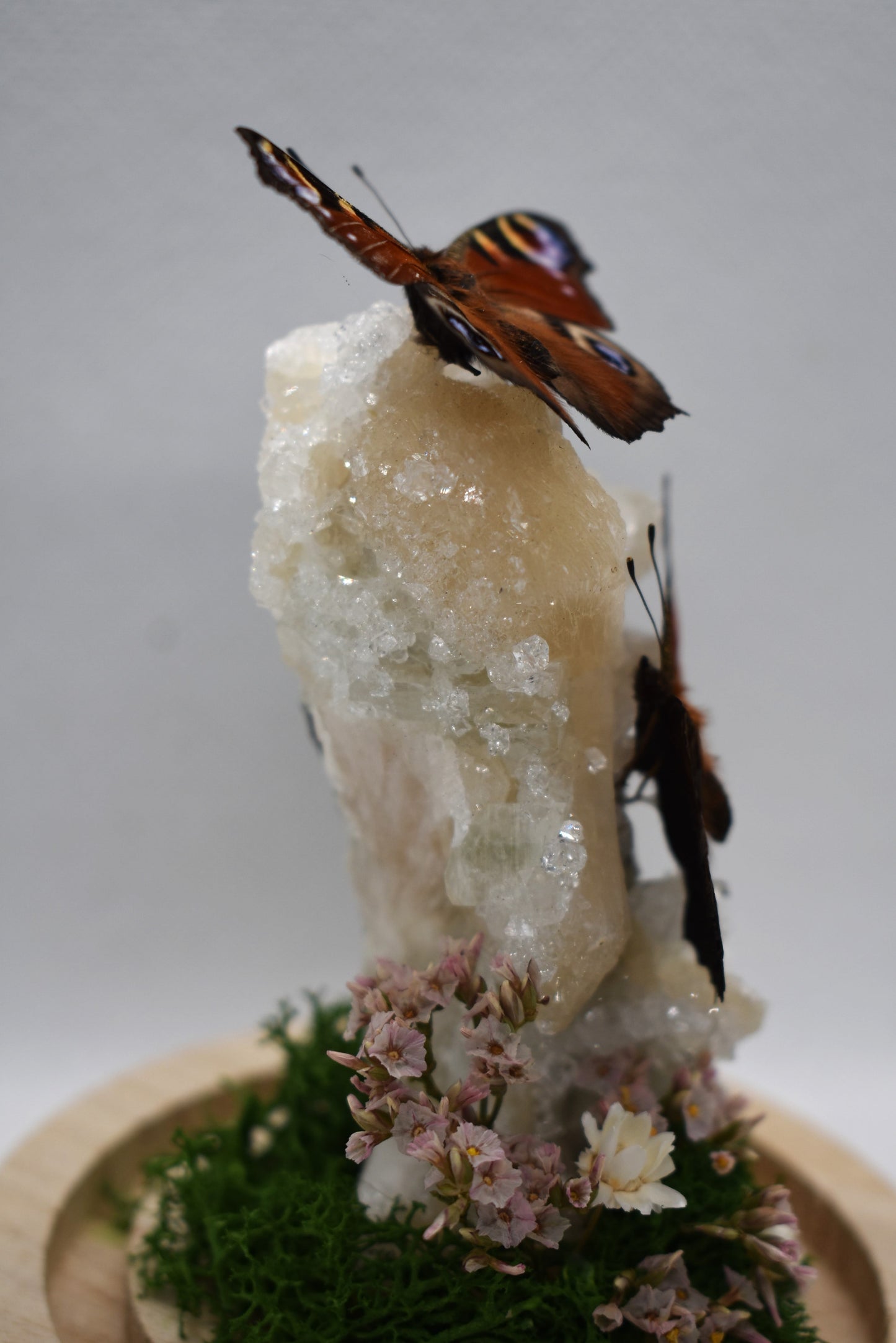 Vlinderstolp met twee Dagpauwogen op Stilbiet met Apofyliet