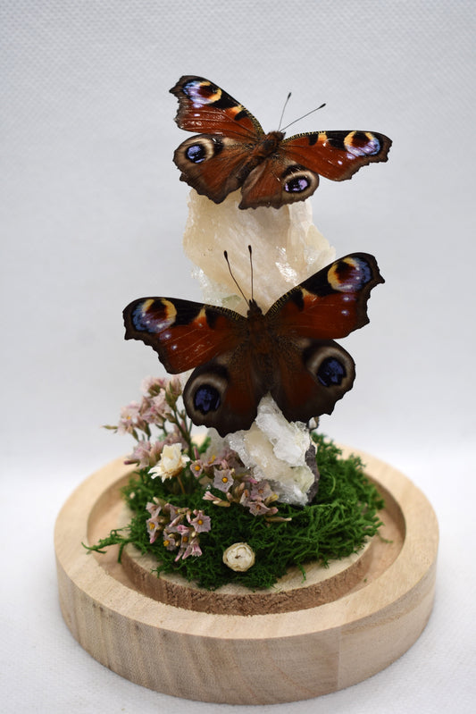 Vlinderstolp met twee Dagpauwogen op Stilbiet met Apofyliet