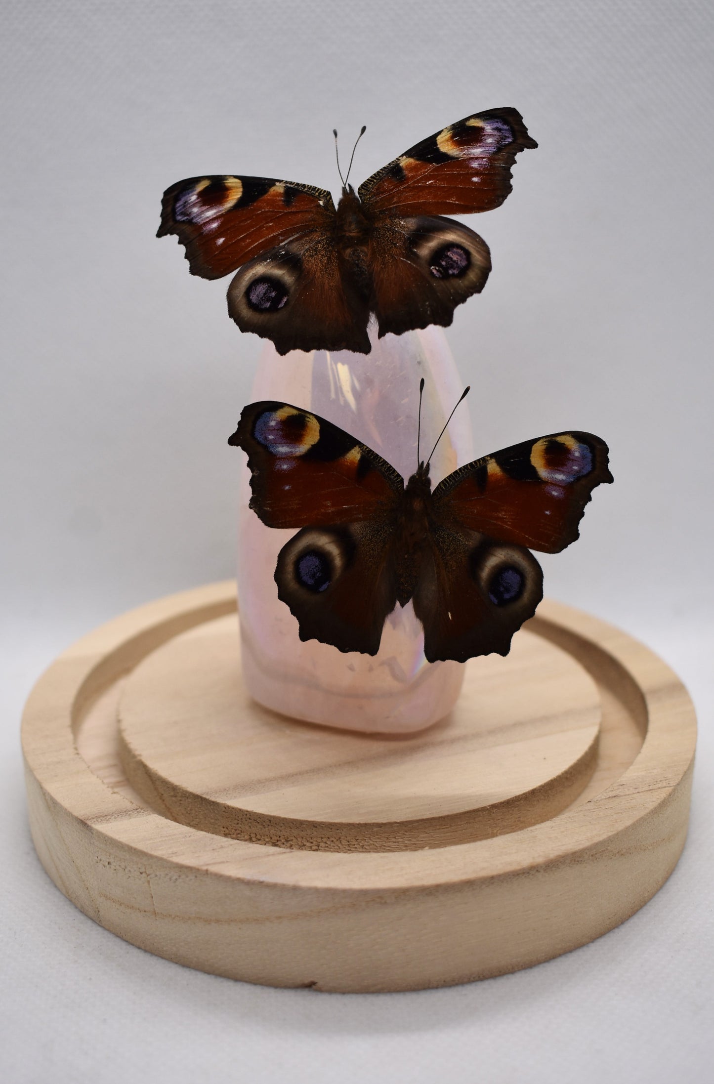 Vlinderstolp met twee Dagpauwogen op Rozenkwarts Aura