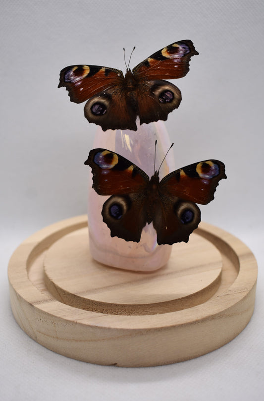 Vlinderstolp met twee Dagpauwogen op Rozenkwarts Aura