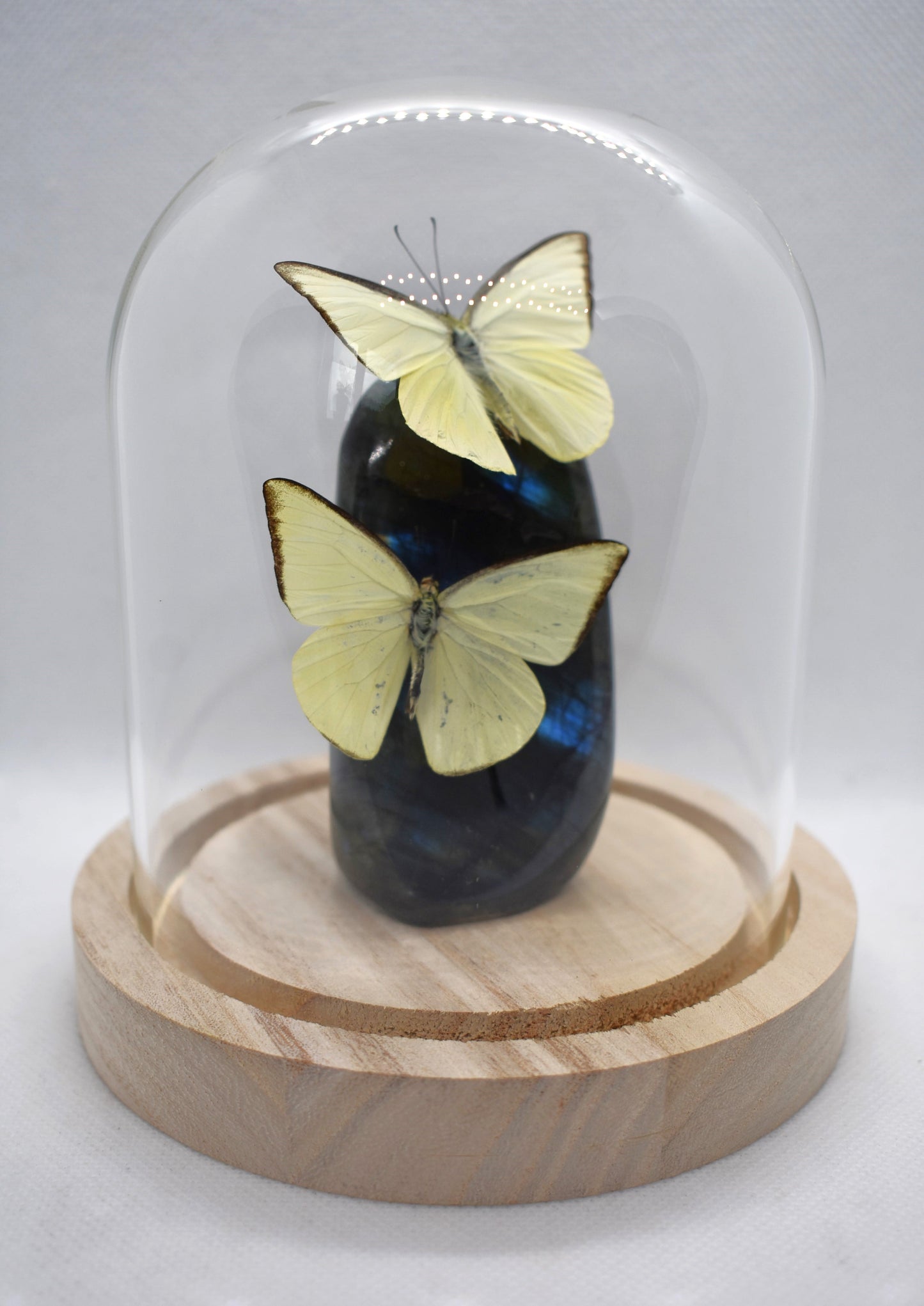 Vlinderstolp met twee Appias Albina op Labradoriet