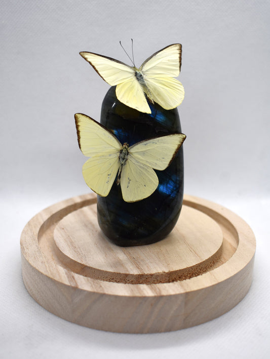 Vlinderstolp met twee Appias Albina op Labradoriet