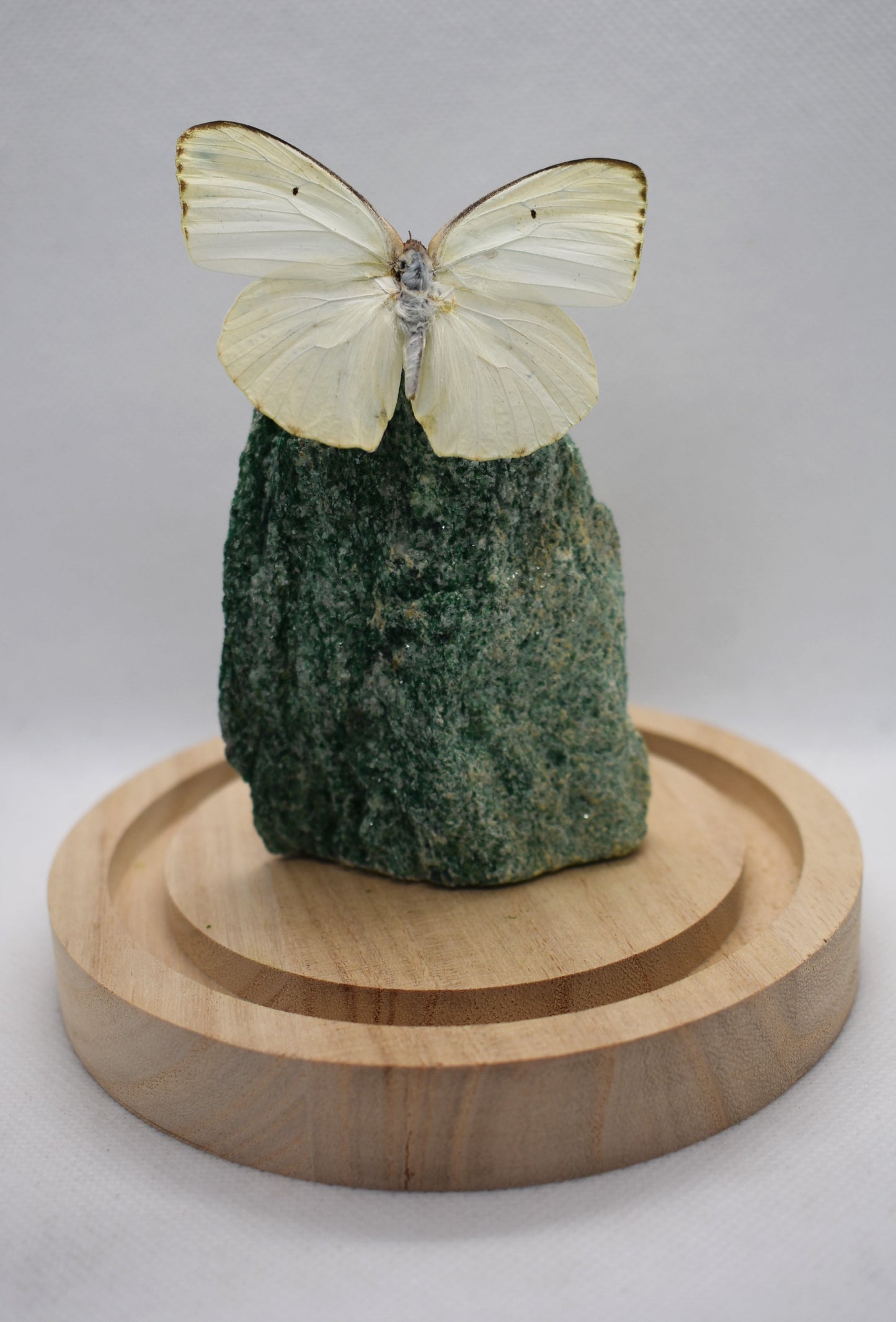 Vlinderstolp met een Catopsilia Florella op Fuchsiet