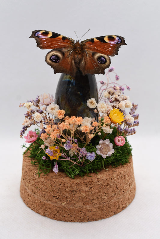 Vlinderstolp met een Dagpauwoog op Labradoriet