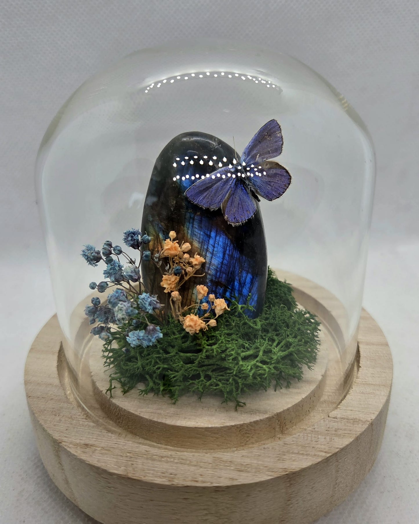 Vlinderstolp met een Icarusblauwtje op Labradoriet