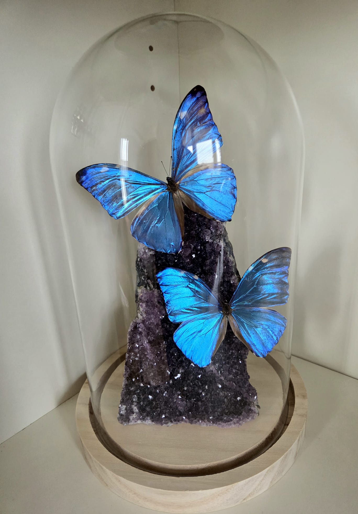 Vlinderstolp met twee Morpho Adonis op Amethist