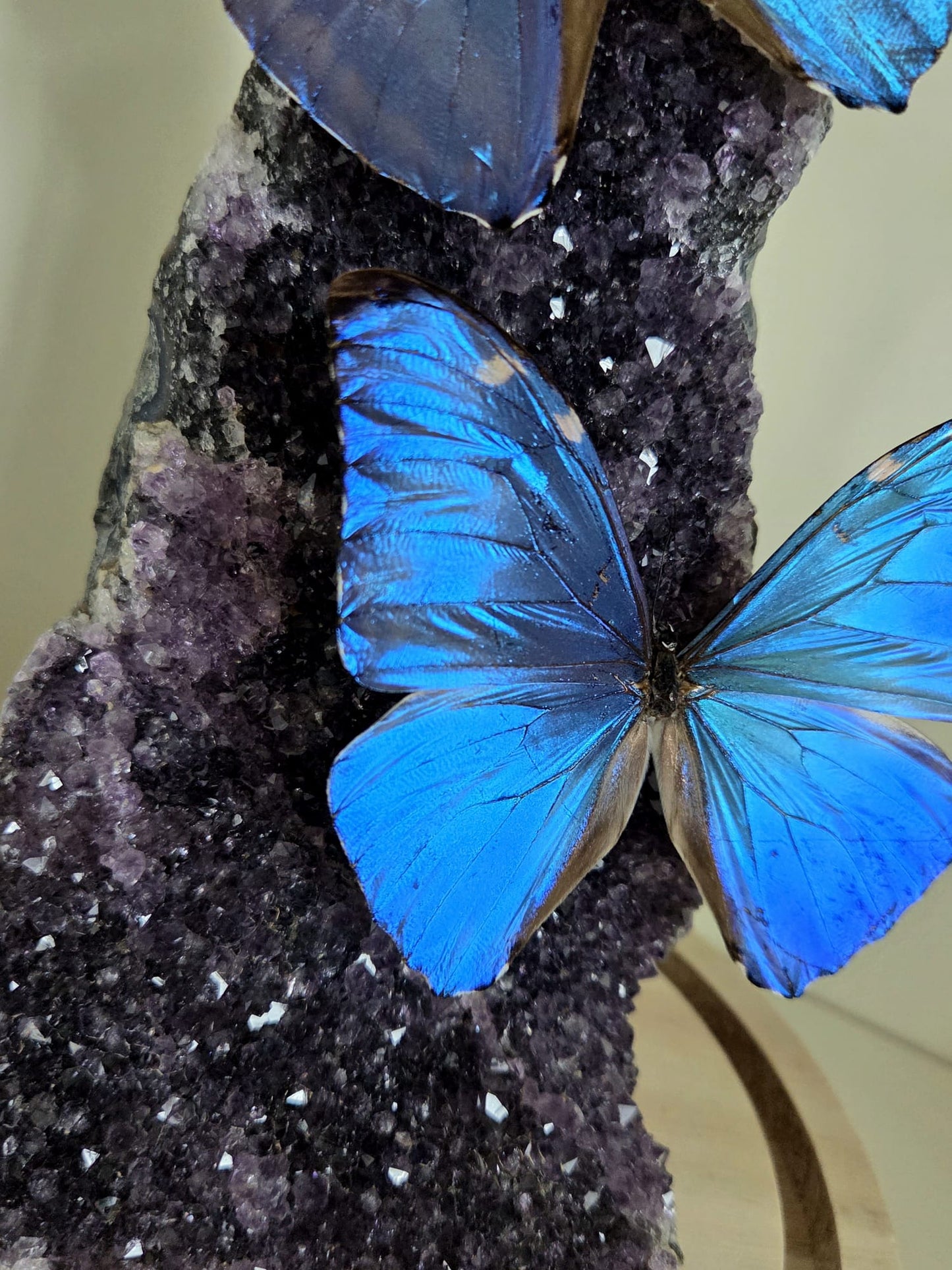 Vlinderstolp met twee Morpho Adonis op Amethist