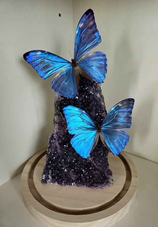 Vlinderstolp met twee Morpho Adonis op Amethist