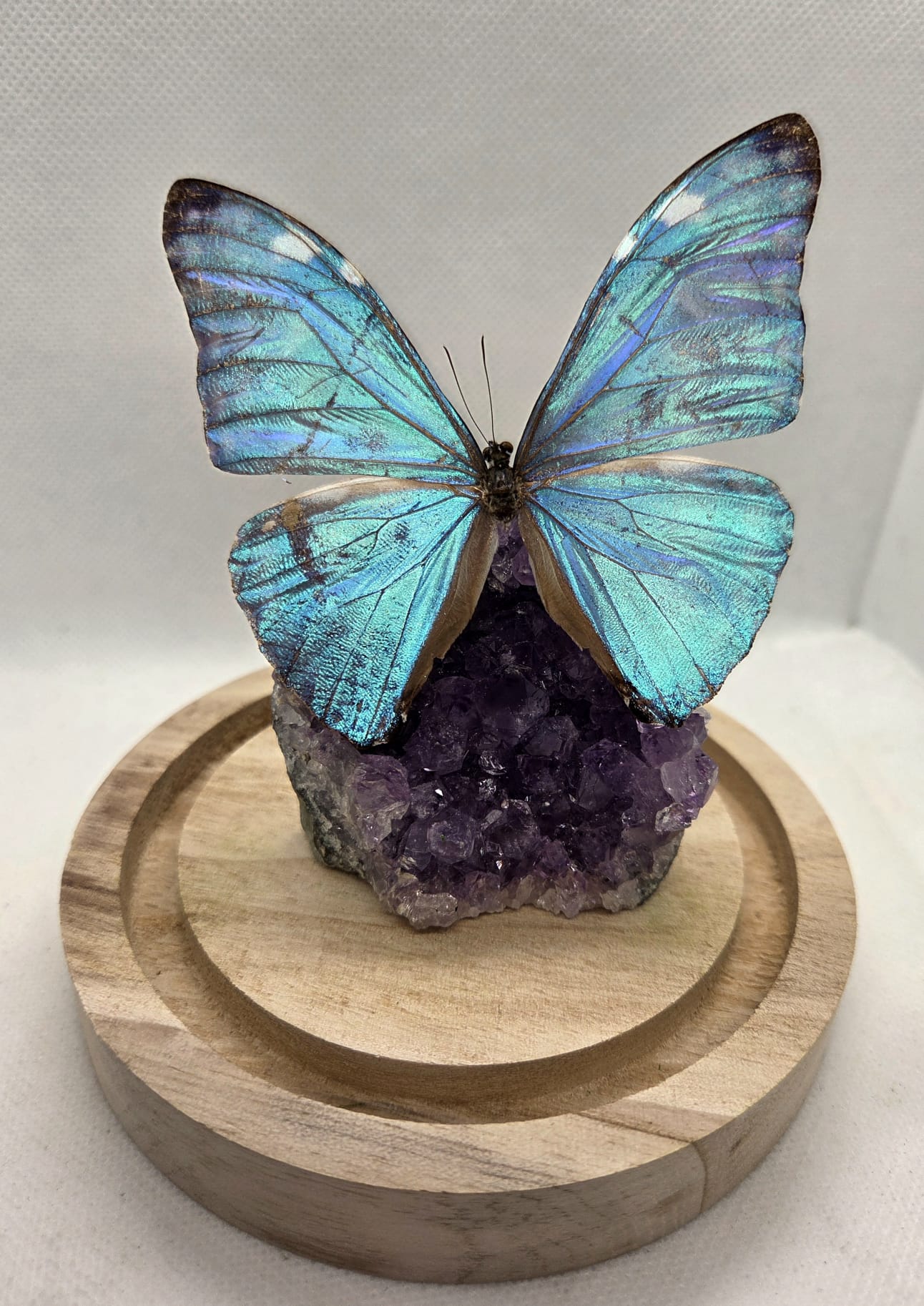 Vlinderstolp met een Morpho Adonis op Amethist