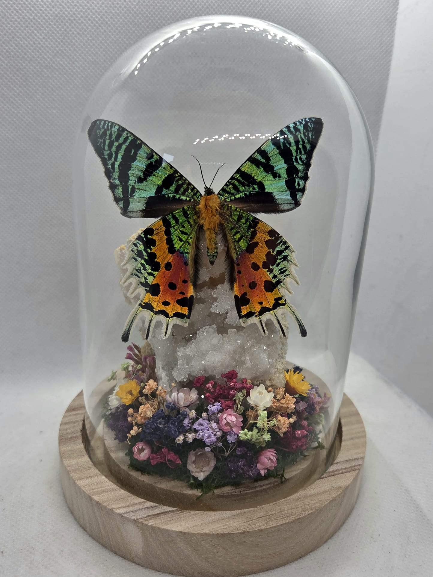 Vlinderstolp met een Urania Ripheus op Bergkristal
