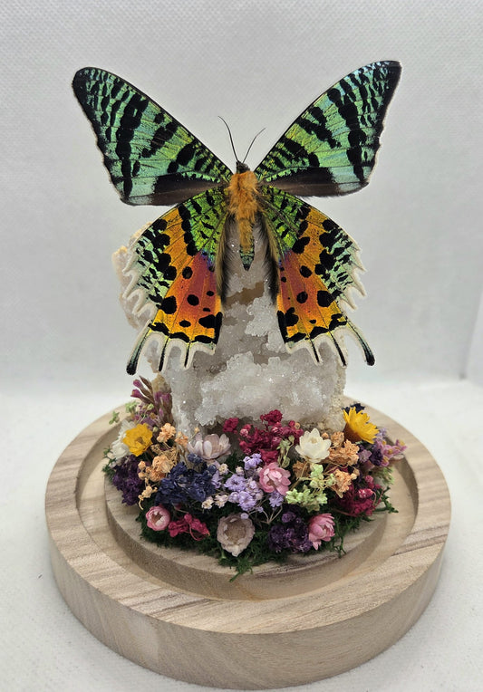 Vlinderstolp met een Urania Ripheus op Bergkristal