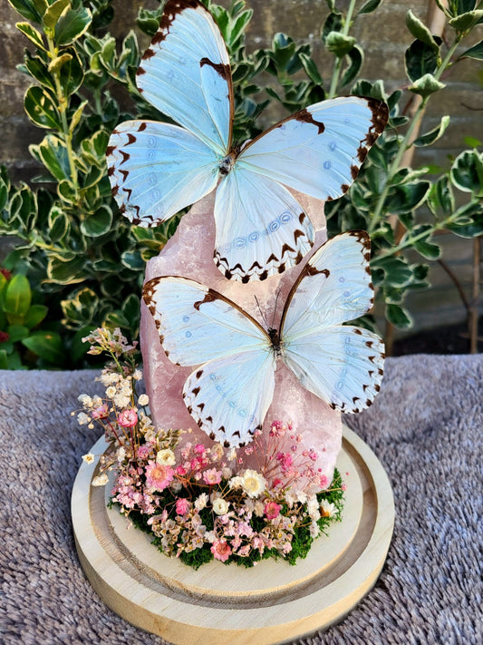 Vlinderstolp met twee Morpho Catenarius op Rozenkwarts