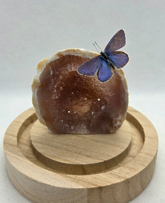 Vlinderstolp met een Icarusblauwtje op Agaat