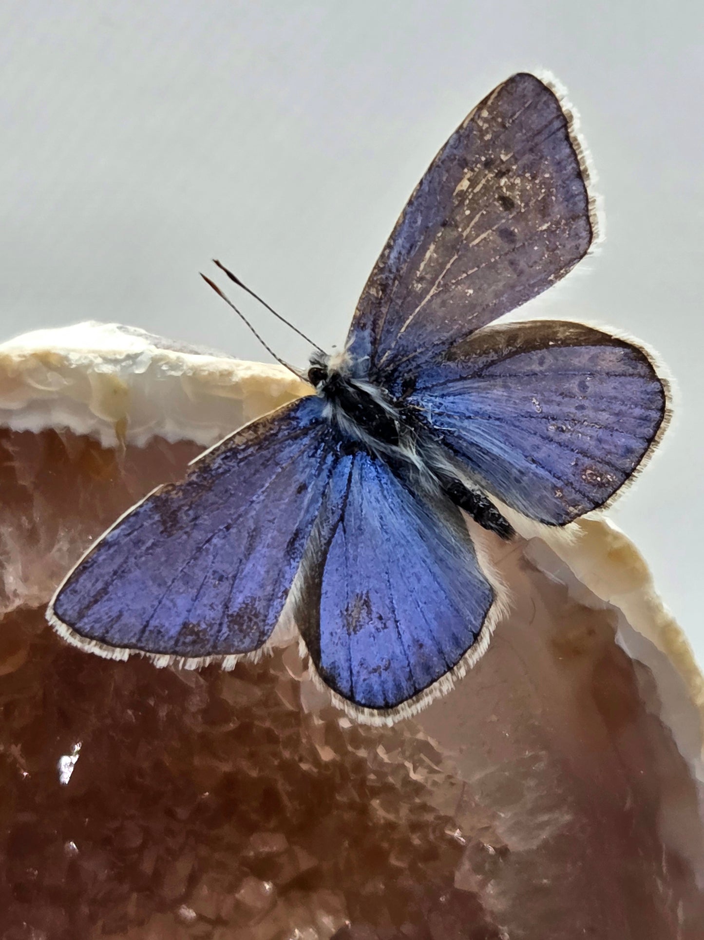 Vlinderstolp met een Icarusblauwtje op Agaat