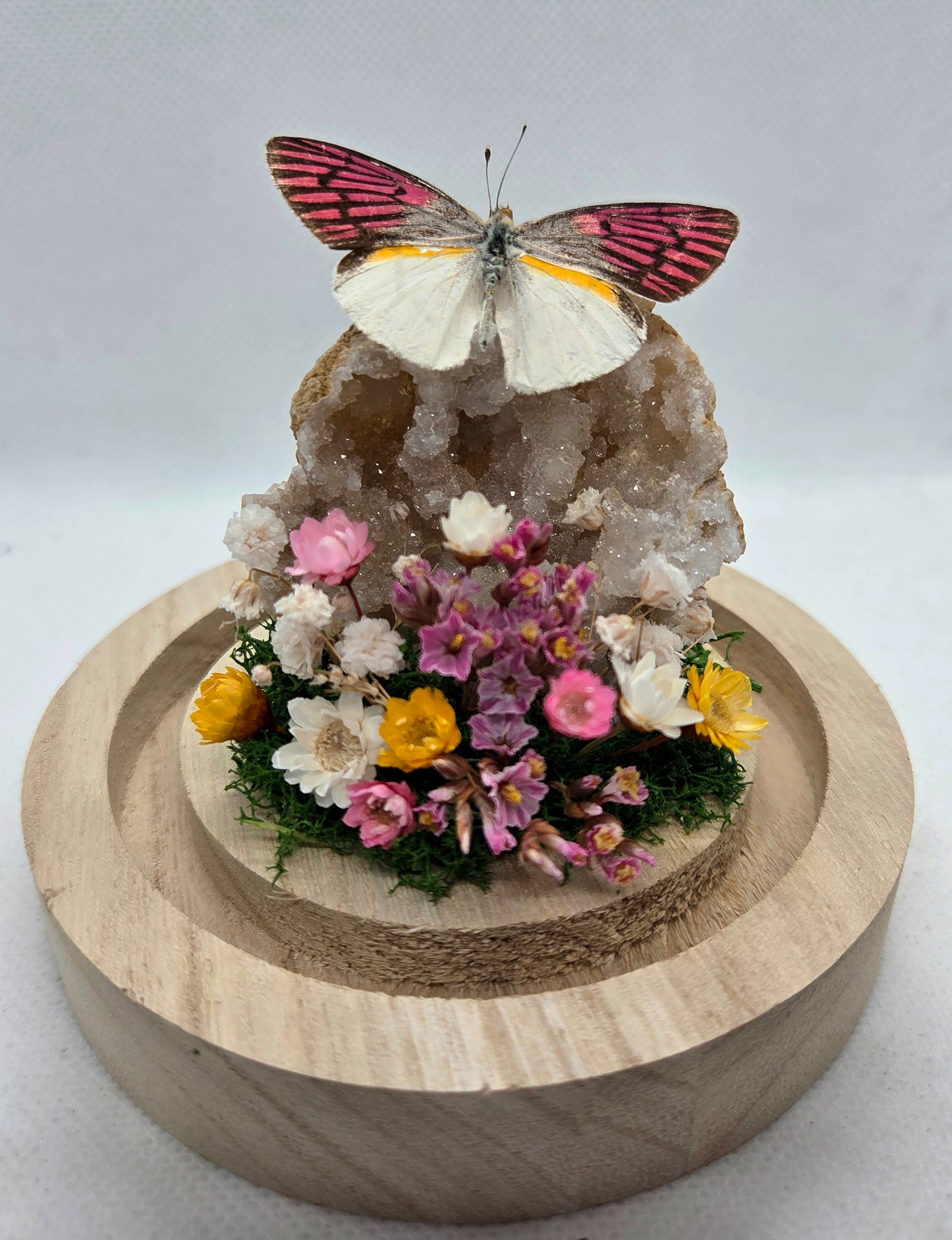 Vlinderstolp met een Colotis Zoe op Bergkristal