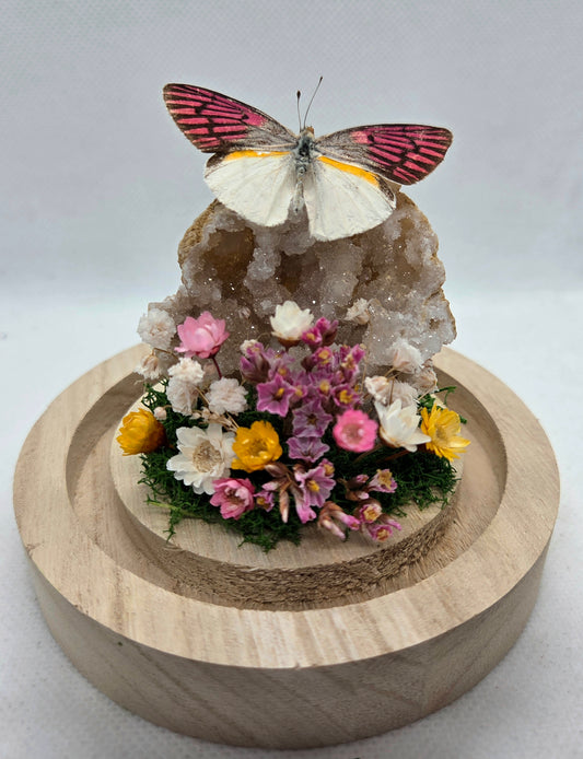 Vlinderstolp met een Colotis Zoe op Bergkristal