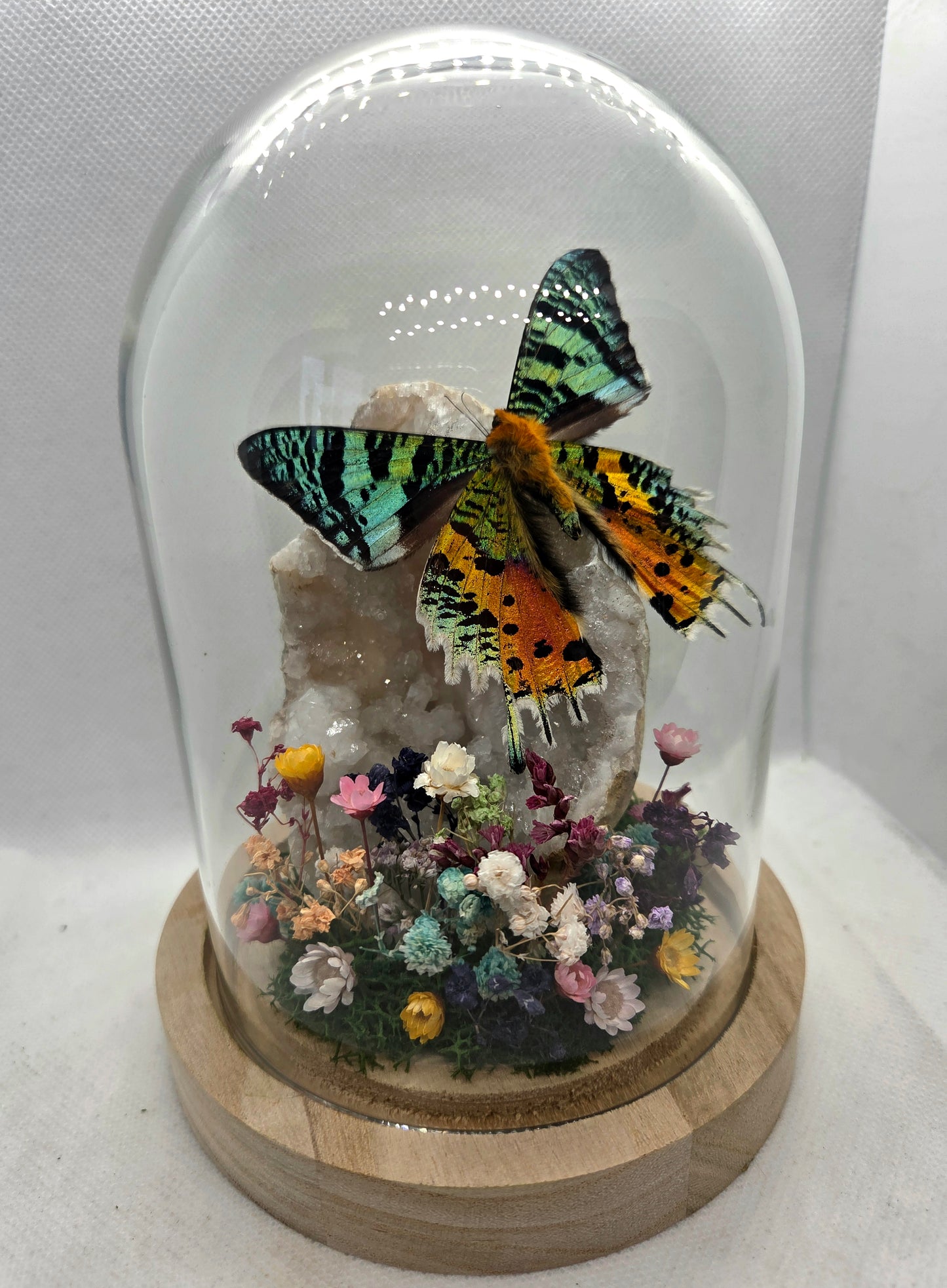 Vlinderstolp met een Urania Ripheus op Bergkristal