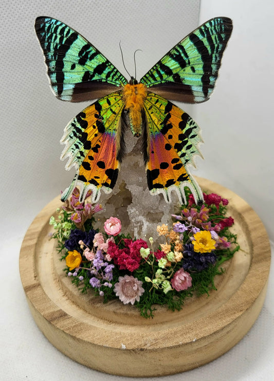 Vlinderstolp met een Urania Ripheus op Bergkristal