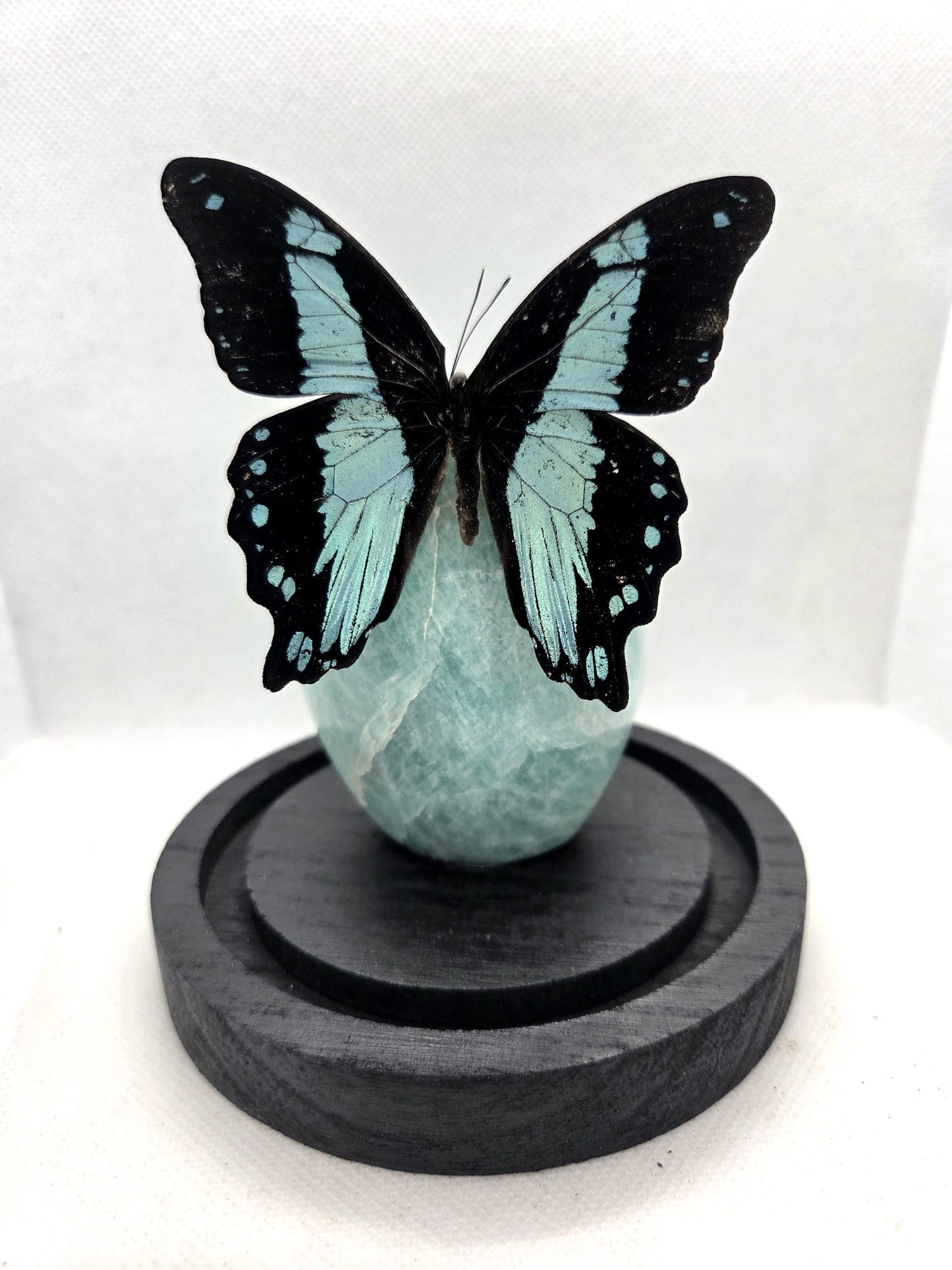 Vlinderstolp met een Papilio Bromius op Amazoniet