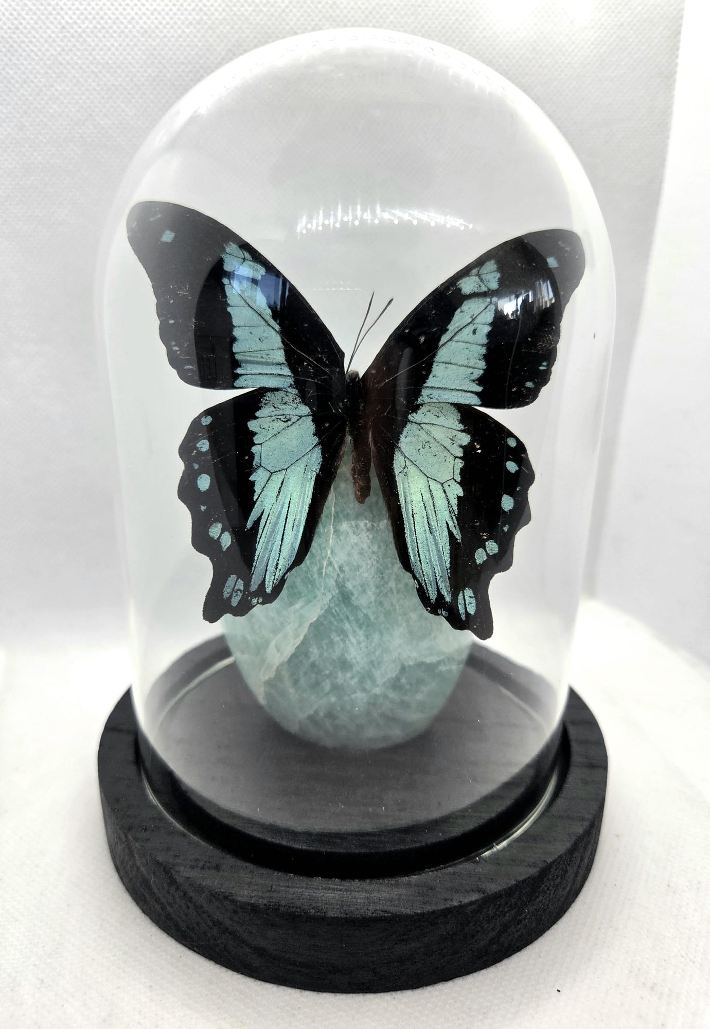 Vlinderstolp met een Papilio Bromius op Amazoniet