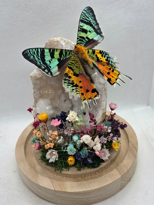 Vlinderstolp met een Urania Ripheus op Bergkristal