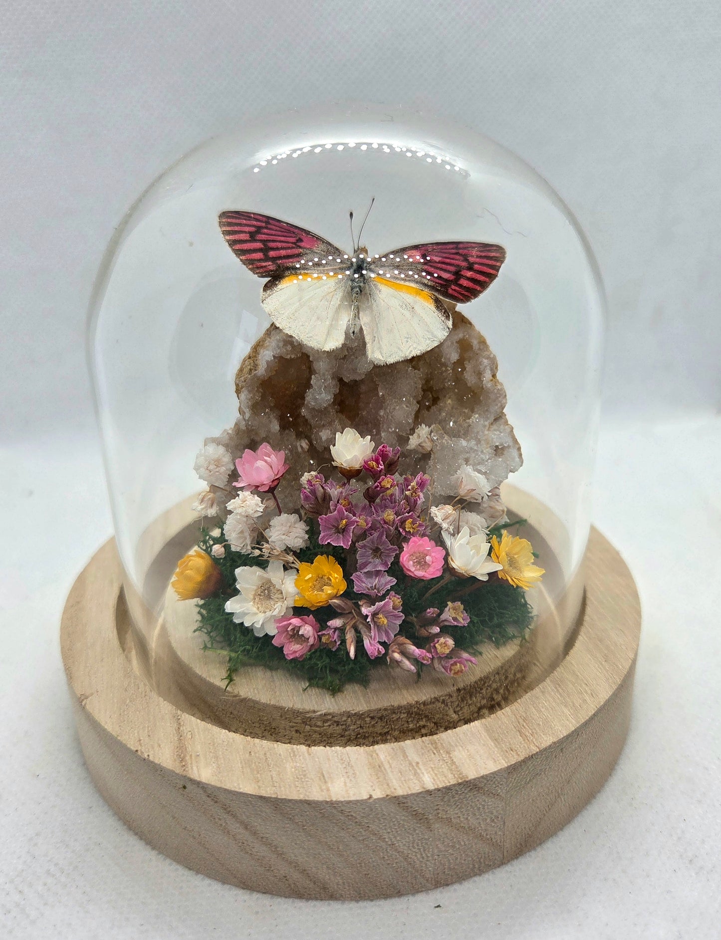 Vlinderstolp met een Colotis Zoe op Bergkristal